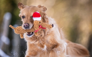 Laboni-Christmas-Crew-Copyright-Laboni.jpg